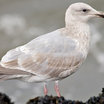 Glaucous-winged Gull